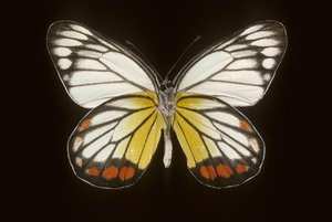 Delias hyparete/Erkek by Augustus Kollner