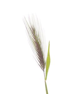 Hordeum murinum subsp. murinum/sıçan arpa