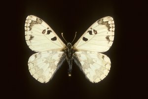 hipermnestra helios by Augustus Kollner