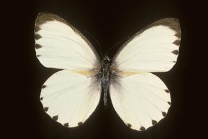 milotris by Augustus Kollner