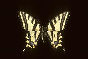 Papilio alexanor/Alexanor by Augustus Kollner