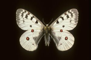 Parnassius phoebus/Küçük apollo by Augustus Kollner