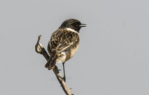 Saxicola torquata/Dawler/Common Stonechat by Augustus Kollner