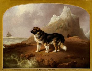 Newfoundland Köpeği