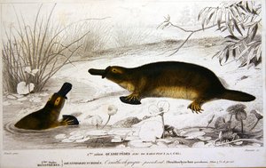 Platypi, Charles d