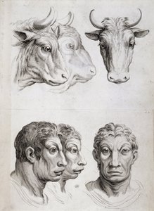 Erkek/sığır karşılaştırması by Charles Le Brun