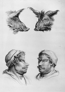Bir Domuzun Başı ile Bir İnsan Arasındaki Benzerlikler, Le Brun