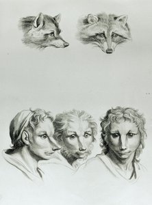 Bir Tilkinin Başı ile Bir Adam Arasındaki Benzerlikler, Le Brun tarafından 