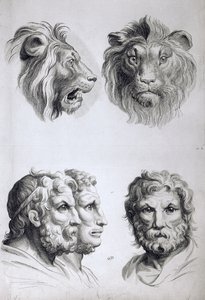 Aslan Başı ile İnsan Arasındaki Benzerlikler, Le Brun