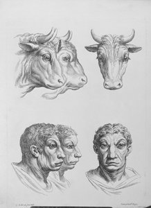 Bir Öküzün Başı ile Bir İnsan Arasındaki Benzerlikler, Le Brun