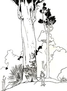 Bir Kauri Ağacı, 1912