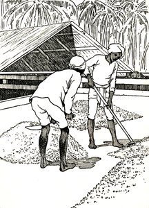 Kakaonun Kurutulması, 1912 by Charles Robinson