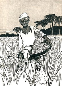 Ananas Toplama, 1912 by Charles Robinson