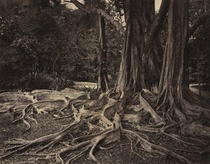 Kauçuk Ağacı, Assam, Hindistan (Ficus Elastica)