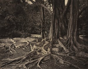 Kauçuk Ağacı, Assam, Hindistan Ficus Elastica, c.1880