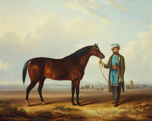 ötesinde bir kamp ile bir damat tarafından tutulan bir Arap aygırı