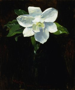 Manolya, 1895.