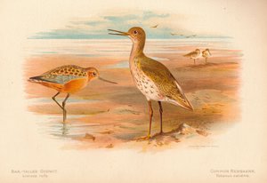 Çubuk Kuyruklu Godwit Limoza rufa, Adi Redshank Totanus, 1900, 1900 by Charles Whymper