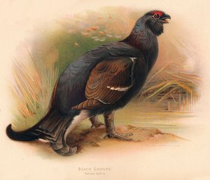 Kara Orman Tavuğu Tetrao tetrix, 1900, 1900