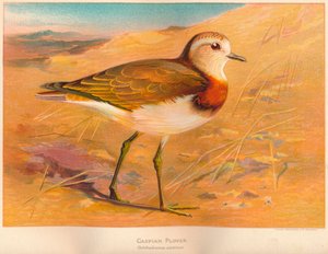 Hazar Cılıbıt Ochthodromus asiaticus, 1900, 1900