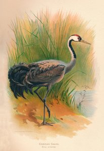 Ortak Turna Grus cinerea, 1900, 1900