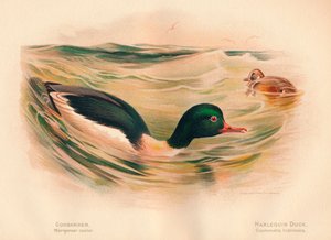 Goosander Merganser tekeri, Harlequin Duck Cosmonetta histrionica, 1900, 1900 by Charles Whymper
