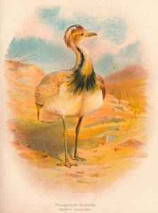 Macqueens Bustard Houbara macqueeni, 1900, 1900 by Charles Whymper
