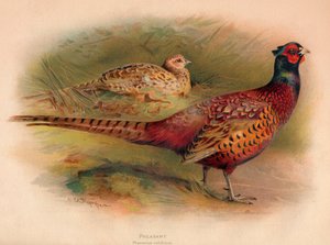 Sülün Phasianus colchicus, 1900, 1900