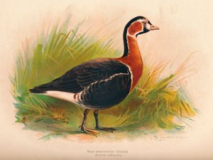 Kızıl Göğüslü Kaz Branta ruficollis, 1900, 1900 by Charles Whymper