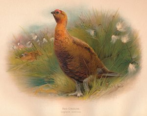 Kızıl Orman Tavuğu Lagopus scoticus, 1900, 1900