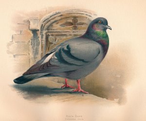 Kaya Güvercini Columba livia, c190, 1900