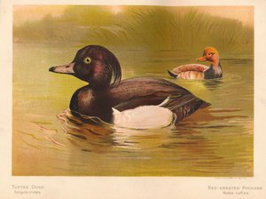 Tepeli Ördek Fuligata cristata, Kızıl Tepeli Pochard Netta rufina, 1900, 1900