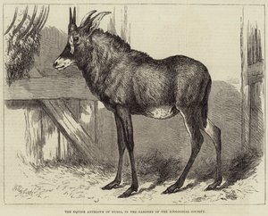 Nubia'nın At Antilopu, Zooloji Derneği Bahçelerinde by Charles William Carter