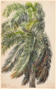 Palmiye Reali by Charles de Wolf Brownell