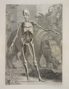 İskelet ve Gergedan, İnsan Vücudunun İskelet ve Kas Tabloları, Bernhard Siegfried Albinus by Charles the Elder Grignion
