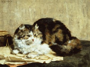 Tekir Kedi