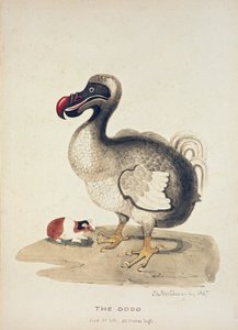 Dodo ve Kobay Çalışması, 1847 by Charlotte Augusta Spencer Churchill