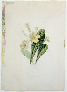 Bir çuha çiçeği çalışması, c.1830 (kağıt üzerinde wc)
