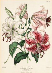 Japon zambak çeşitleri, Lilium specioseum by Charlotte Caroline Sowerby