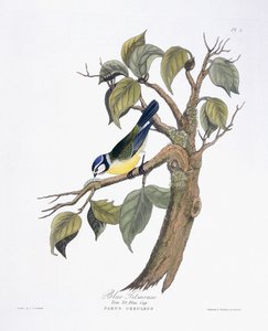 mavi baştankara by Charlotte L. E. Perrott