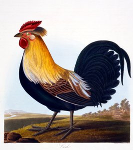 Horoz (Phasianus), Robert Havell, Jr (1793-1878), 1835 tarafından oyulmuş by Charlotte L. E. Perrott
