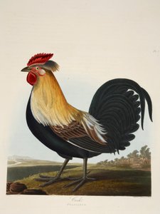 Horoz, Phasianus, pub. 1835 El renkli gravür. by Charlotte Lousia Emily Perrott