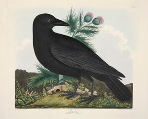 Kuzgun, Corvus Corai, pub. 1835 El renkli gravür. by Charlotte Lousia Emily Perrott