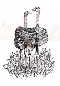 Flamingolar, 2018 (kalem ve mürekkep) by Charlotte Orr