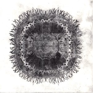 Bitki Hücreleri, 2019 (kuru nokta aşındırma) by Charlotte Orr