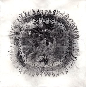 Bitki Hücreleri, 2019 (kuru nokta aşındırma) by Charlotte Orr