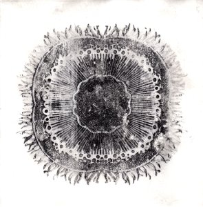 Bitki Hücreleri, 2019 (kuru nokta aşındırma) by Charlotte Orr