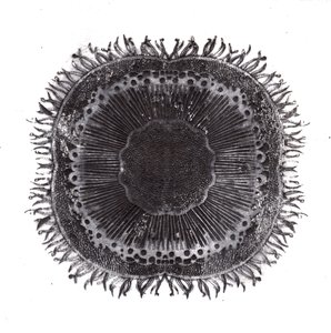 Bitki Hücreleri, 2019 (kuru nokta aşındırma) by Charlotte Orr