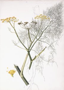 Bir Botanik Çalışması, 1822-1845 by Charlotte Strickland