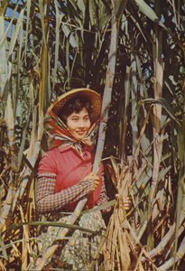 Tayvan: Şeker Kamışı by Chinese Photographer